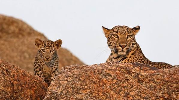 Camp Stays in Jawai Rajasthan